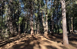 Alward Way, Shingletown, CA 96088