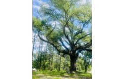 9756 Plank Rd, Clinton, LA 70722