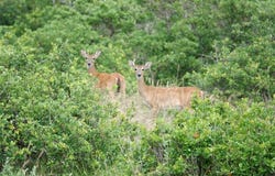 370 CR 240, Goldthwaite, TX 76844