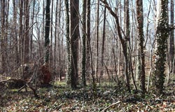 110 Frank Road, Cary, NC 27518