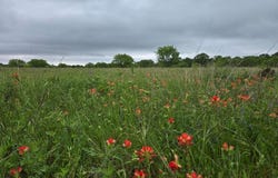 Tbd County Road 155, Cisco, TX 76437