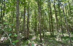 2 Mcnair Springs Road, Magee, MS 39111
