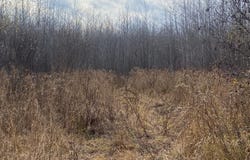 NEAR TIMBER RD, Catawba, WI 54515