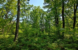 Parcel 'b' Deer Lake Rd, Harrison, MI 48625