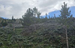 Roosevelt, Hot Sulphur Springs, CO 80451