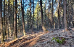 TBD LUNDIMO MEADOW RD, CURLEW, WA 99118