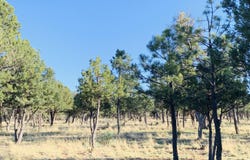 5732 Raton Circle, Happy Jack, AZ 86024