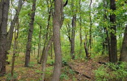 Lot 1 N 100 E, Lake Village, IN 46349