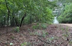 TBD Luffey Rd., Farmerville, LA 71234