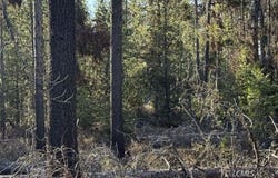 Artesian Drive, Chemult, OR 97624