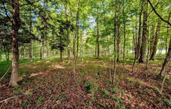 4.45 acres Allen, Iron River, MI 49935