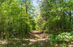 0 Hohammer Road, Holladay, TN 38341