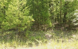 1303 Red Bird  LN, Horseshoe Bend, AR 72512