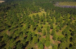Bo Didley Road, Bronwood, GA 39826