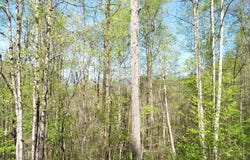 Bannick Springs Road, Whittier, NC 28789
