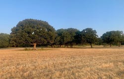 Tbd County Road 4410, Commerce, TX 75428