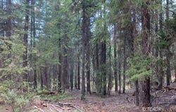 361 Mule Lovers Ln, Hayfork, CA 96041