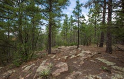 70 Anaya Road, Tijeras, NM 87059