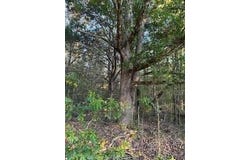 Tract 1 CR 369 and Hwy 9W, OXFORD, MS 38655