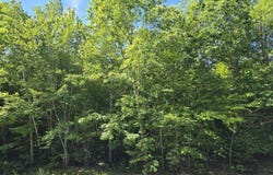 Temple Road lot: 67-A, Temple, ME 04984
