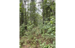 64.5 Acres Hwy 43 N, Poplarville, MS 39470