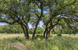 997 Sandy Oaks Ranch Road, Johnson City, TX 78636