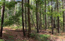 County Road 249, Woodland, AL 36280