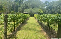 1165 Chimney Road, Rincon, GA 31326