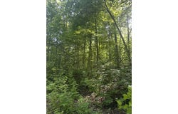 Grabber Lane lot: 419, Wilder, TN 38589