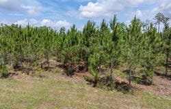 Live Oak, FL 32060