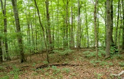Lot 17 Tumbling Run Rd, Maynardville, TN 37807