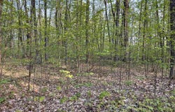 000 PAR-KING DRIVE, BELLAIRE, MI 49615