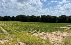 COUNTY ROAD 13 (84+- ACRES), Headland, AL 36345