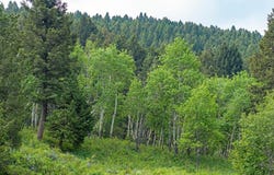 Willow Creek N Fork Road, Livingston, MT 59047