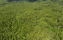 TBD  Vicknair Road, Maurepas, LA 70449