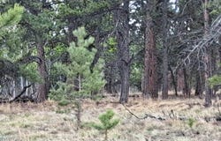 265 HAYSTACK ROAD, Hartsel, CO 80449