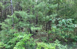 Helen Drive, Grayling, MI 49738