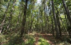 1 Railroad Ln, Pinola, MS 39149