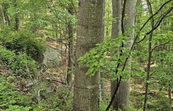 Cornbread Ridge Road, Princeton, WV 24940