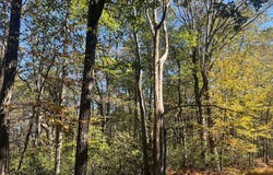 74 & 75 ELM DR., CATAWISSA, PA 17820