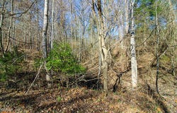 Lot 421 Mystic Star Drive, New Tazewell, TN 37825