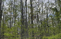 990-994 Arawak Pass, Gaylord, MI 49735