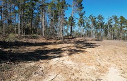 Tbd-d County Road 3198, Mount Enterprise, TX 75681