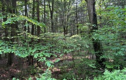 Spring Road S, Ossian, NY 14437