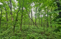 24001 Nickel Ave, Gallatin, MO 64640