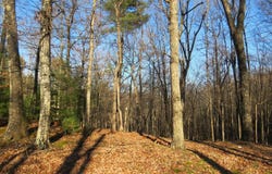 10 CEDARWOOD DRIVE ROAD, MATHIAS, WV 26812