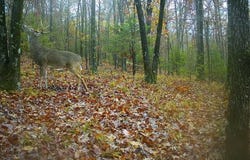 TBD Madison 5326  RD, Huntsville, AR 72740
