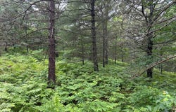 Lot 2 DADS LAKE RD, Eagle River, WI 54521
