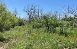 Tbd 100 acres CR 343, Merkel, TX 79536