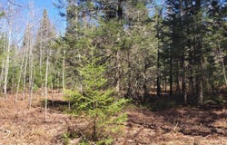5350 PINEAIRE DR, Rhinelander, WI 54501